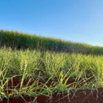 Produtividade da cana avança em novembro no Centro-Sul com ganho de 0,7% segundo CTC