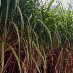 Safra avança com moagem menor e maior foco no etanol