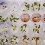 Descoberta de composto inédito impulsiona busca por novos bioinsumos agrícolas