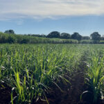 Tempocampo alerta para fevereiro mais seco e quente em áreas produtoras