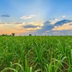 Zoneamento de risco climático da cana passa por revisão e orienta decisões no campo