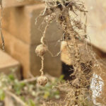 Gene ancestral do amendoim ativa mecanismo de defesa contra seca e pragas