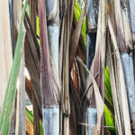 Produtividade da cana cresce em dezembro no Centro-Sul, aponta levantamento do CTC