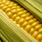 Expansão do etanol de milho no Brasil altera dinâmica de preços do açúcar