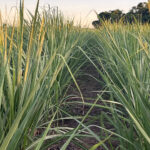 Mapa fecha 2025 com recorde de bioinsumos e avanços no marco regulatório