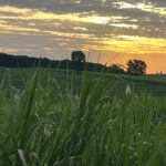 Clima, custos e mercado de energia moldam decisões da cana no início de 2026