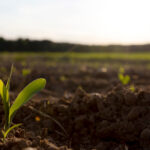 Mapa cria canal para alerta de novas pragas no país