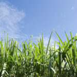 Bioinsumos ganham espaço na cana e reduzem custos