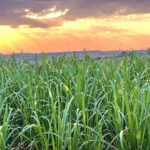 STJ suspende liminares e reforça segurança jurídica do RenovaBio