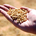 Soja enfrenta pressão nos preços com safra recorde e valorização do Real