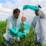 SP institui plano contra caruru gigante após foco em Mirassol