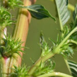 Primeiro foco de caruru-palmeri em São Paulo amplia risco em áreas com cana e grãos