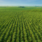 CTC lança variedades de cana com foco em produtividade no Centro-Sul