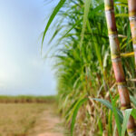 Clima irregular e energia sustentam açúcar e etanol