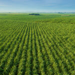 Guerra, câmbio e insumos pressionam setor sucroenergético