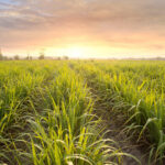 Custo da cana atinge R$ 175 por tonelada na safra 2025/26