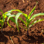 Bioinsumos ganham espaço e podem elevar produtividade da cana