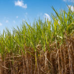 Produtividade deve impulsionar safra 2026/27 a 628 milhões de toneladas, estima Pecege