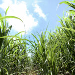 Safra 2026/27 deve crescer no Centro-Sul com avanço do etanol