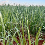 Safra 2026/27 deve ampliar produção de etanol no Centro-Sul