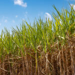 RenovaBio define metas de CBIOs para distribuidoras em 2026