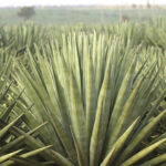 Biocarvão eleva biomassa de agave em até 60%, diz estudo
