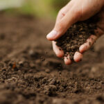 Irrigação leva produtividade a 160 t/ha em usina paulista