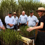 IAC amplia portfólio de cana com foco em produtividade