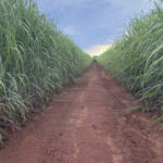 Centro-Sul fecha safra com 611 mi t e amplia foco no etanol