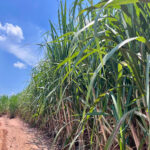 Canaoeste abre safra 2026/27 com foco em custos e cenário climático