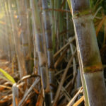 Safra 2026/27 exigirá gestão mais estratégica, aponta Canaplan