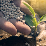 Fertilizantes especiais recuam 5,5% em 2025, diz Abisolo