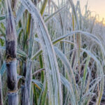 Riscos climáticos travam negociações do açúcar nos EUA