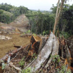 São Paulo reduz desmatamento da Mata Atlântica em 29%