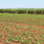 Commodities agrícolas iniciam safra sob pressão e incertezas