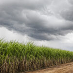 El Niño eleva riscos climáticos e pressiona gestão no agronegócio