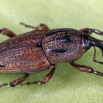 Sphenophorus levis amplia pressão sobre a produtividade dos canaviais