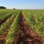 VBP chega a R$ 1,4 trilhão e cana mantém posição entre líderes do agro