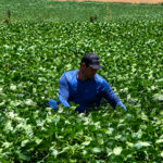 Demanda por biodiesel impulsiona esmagamento de soja nos EUA