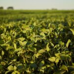 São Paulo leva demandas do agro a Brasília