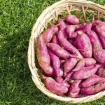 IAC-Apta e empresa firmam parceria para produzir etanol de batata-doce