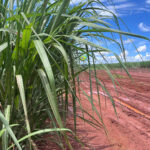 Moagem de cana sobe 4,9% e etanol amplia espaço na safra 2026/27