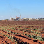 Área de cana disponível para colheita cresce 3,1% no Centro-Sul