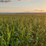 Conexão Agro aponta cenário de atenção para o agronegócio