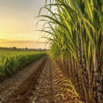 Decreto adia para 2027 exigências da Reforma Tributária ao produtor rural