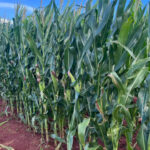 Etanol de cereais avança e abre espaço para sorgo no Brasil