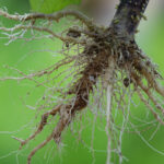 Nematoides avançam no campo e desafiam manejo das lavouras