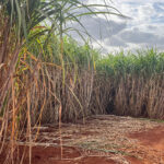 Açúcar reage e etanol busca demanda em cenário de El Niño