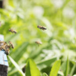Curso orienta integração entre agricultura e preservação de abelhas