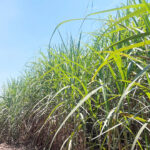Venda de etanol supera 3 bilhões de litros em junho